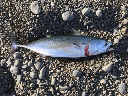 ソウダガツオ好調