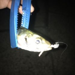 ナイトアジング絶好調