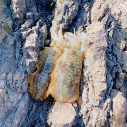 まだまだ秋イカ楽しめます！