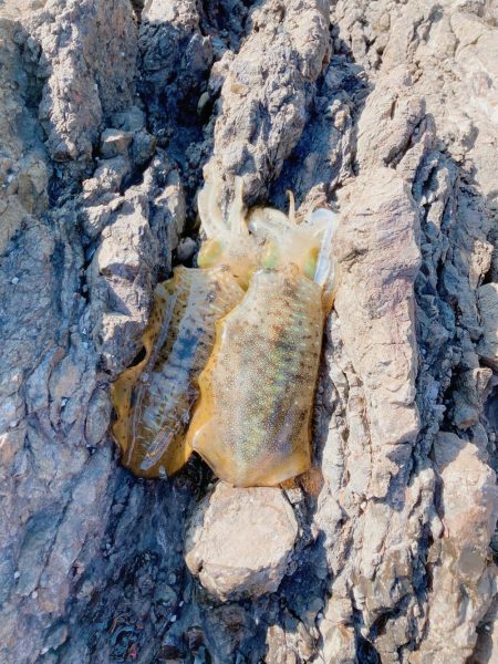 まだまだ秋イカ楽しめます！