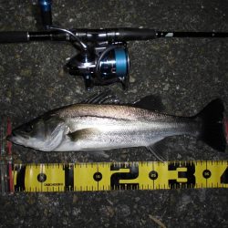 まだまだゴミは多め…