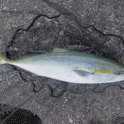 スローな動きが◎