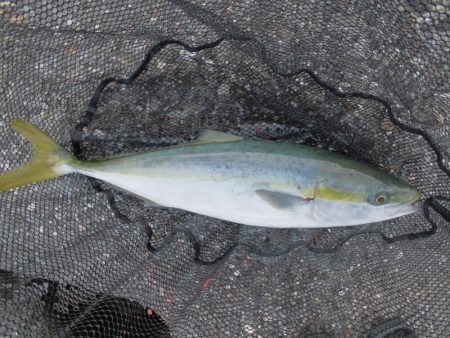 スローな動きが◎