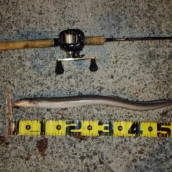 爆風の中でのアナゴ釣り