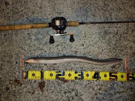 爆風の中でのアナゴ釣り