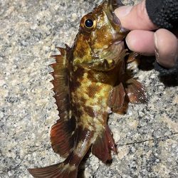 釣り納めメバリング