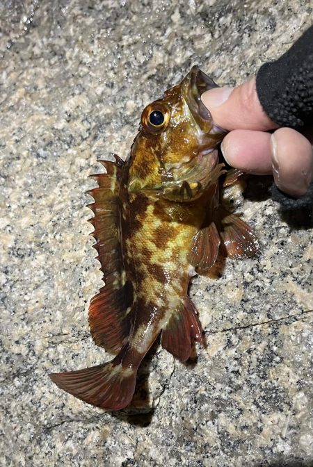 釣り納めメバリング