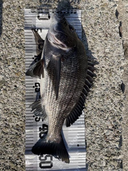 イチノ兄弟(兄)釣果!