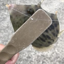 ブラクリ&胴付き仕掛けでカワハギ　好調