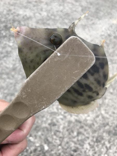 ブラクリ&胴付き仕掛けでカワハギ　好調