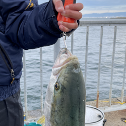 ★★朝からメジロ連発★★