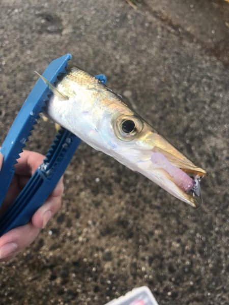 ライトワインドでカマス&太刀魚GET