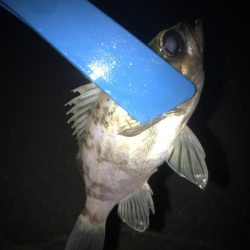 フロートリグでメバル調査