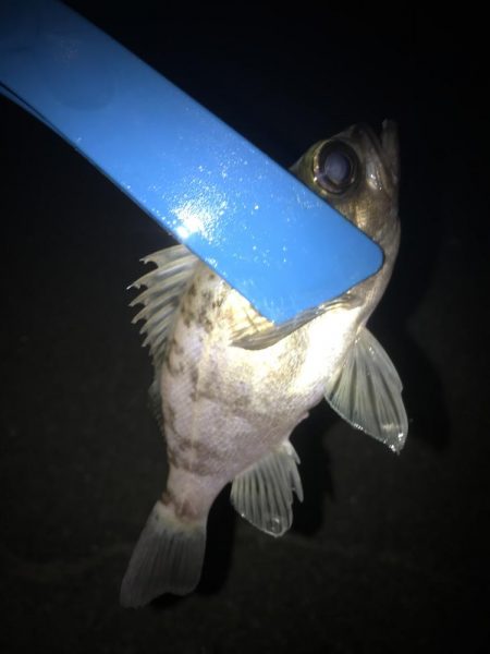 フロートリグでメバル調査