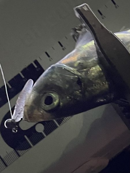 ジグ単deアジング♪爆風後終盤の逆襲！