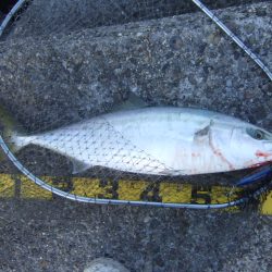 シーズン終盤の青物祭