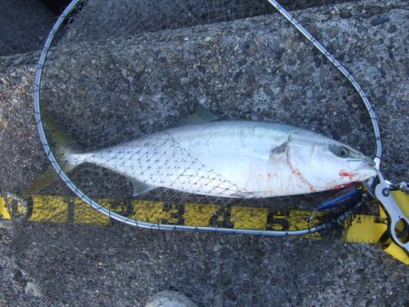 シーズン終盤の青物祭