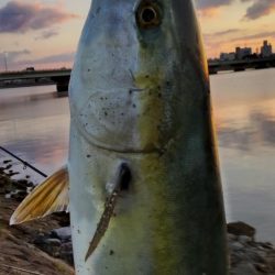 久しぶりの紀ノ川飲ませ