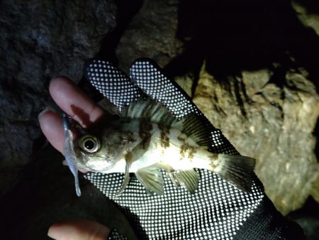 メバルとガシラ