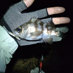 初シマノリール