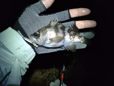 初シマノリール