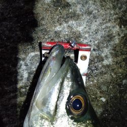 まさかのシーバス