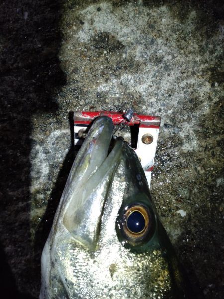 まさかのシーバス