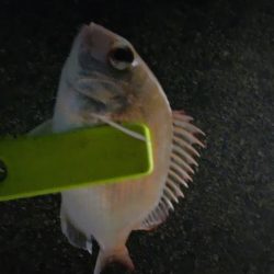 アジング、メバリング