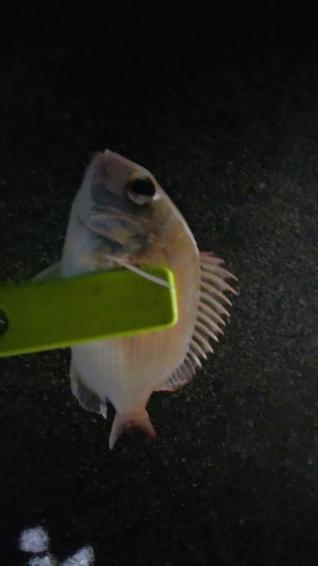 アジング、メバリング