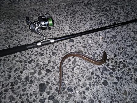 アナゴ食べたい