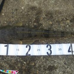 絶不調からのマゴチ！