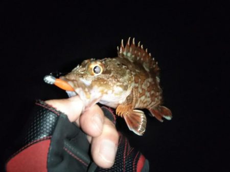 ガシリングからの～アジング