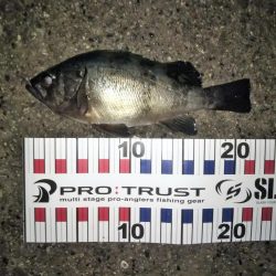 メバリング本格化