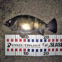 自己タイ記録メバル