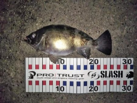 自己タイ記録メバル