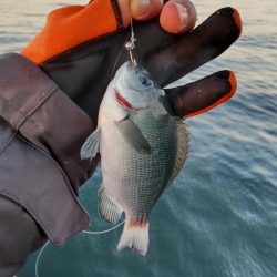 まだまだ青物！カワハギも！