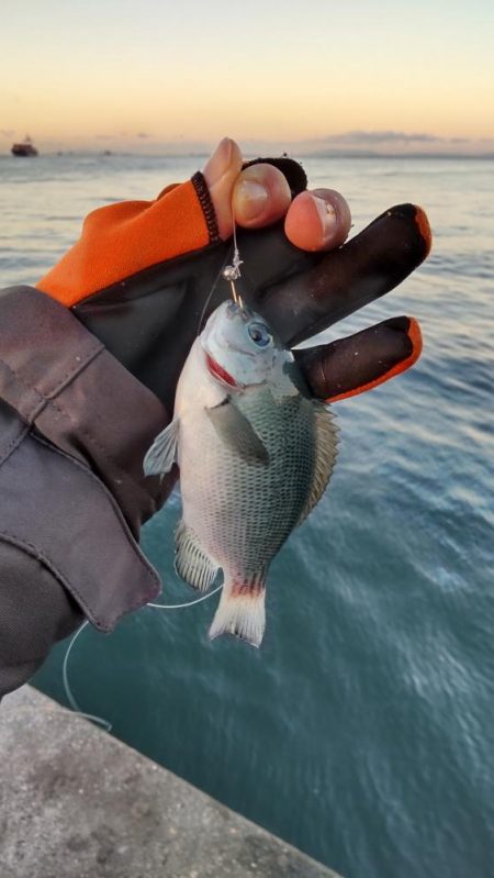 まだまだ青物！カワハギも！