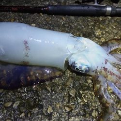 今シーズン初アオリ!