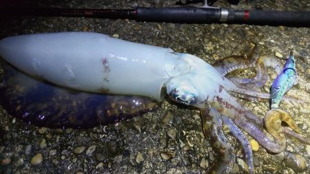 今シーズン初アオリ!