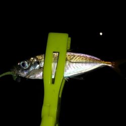 朝マズメの遠征失敗に終わり結局夕マズメの近場のポイントへ!