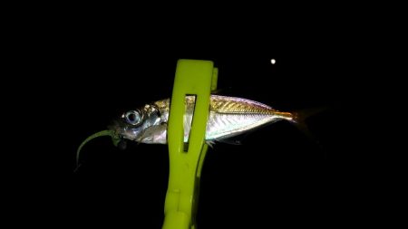 朝マズメの遠征失敗に終わり結局夕マズメの近場のポイントへ!