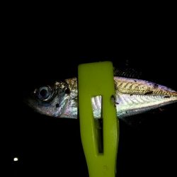 寒くなてからの3日目