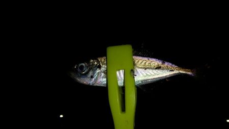 寒くなてからの3日目