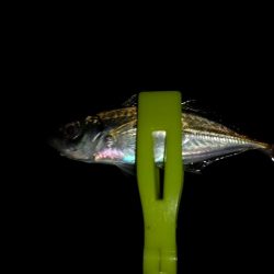 朝マヅメ和歌山遠征失敗!癒されにいつもの近場ポイントへ