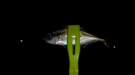 朝マヅメ和歌山遠征失敗!癒されにいつもの近場ポイントへ