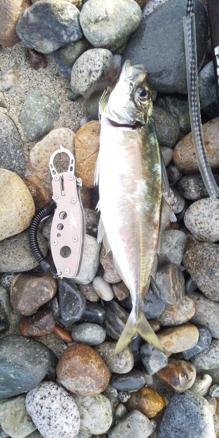 ショアジギング