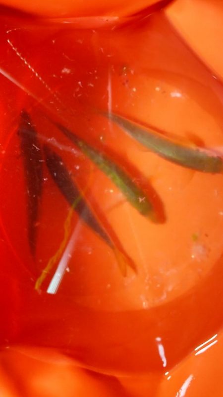 中アジと仲間たち