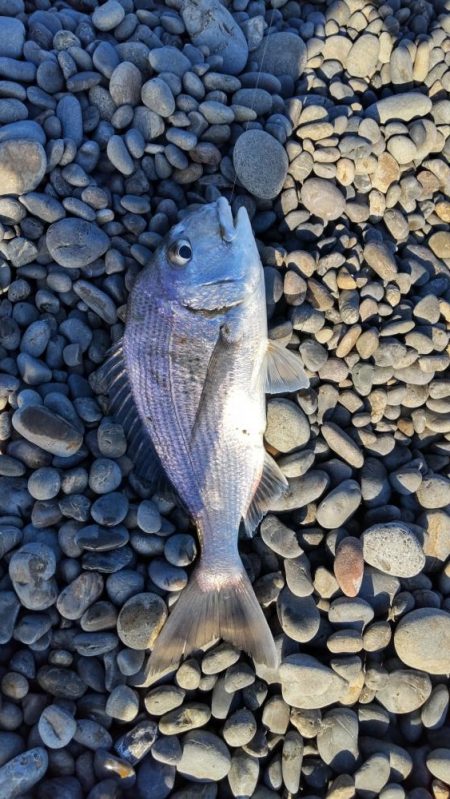 ついにきた！ヘダイとボラを釣る