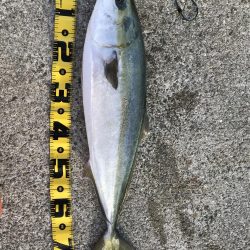 そろそろ終わりかなぁ?どうやろかなぁ〜