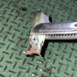 激寒むアジング